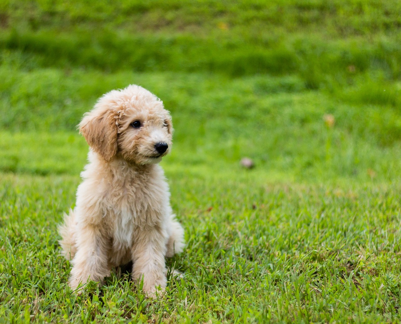 Goldendoodle Puppy Training: The Surprising Truth About When to Start