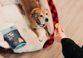 PetWireDaily — 4 Best Upcycled Dog Treats