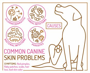 Infographie sur les problèmes de peau des chiens