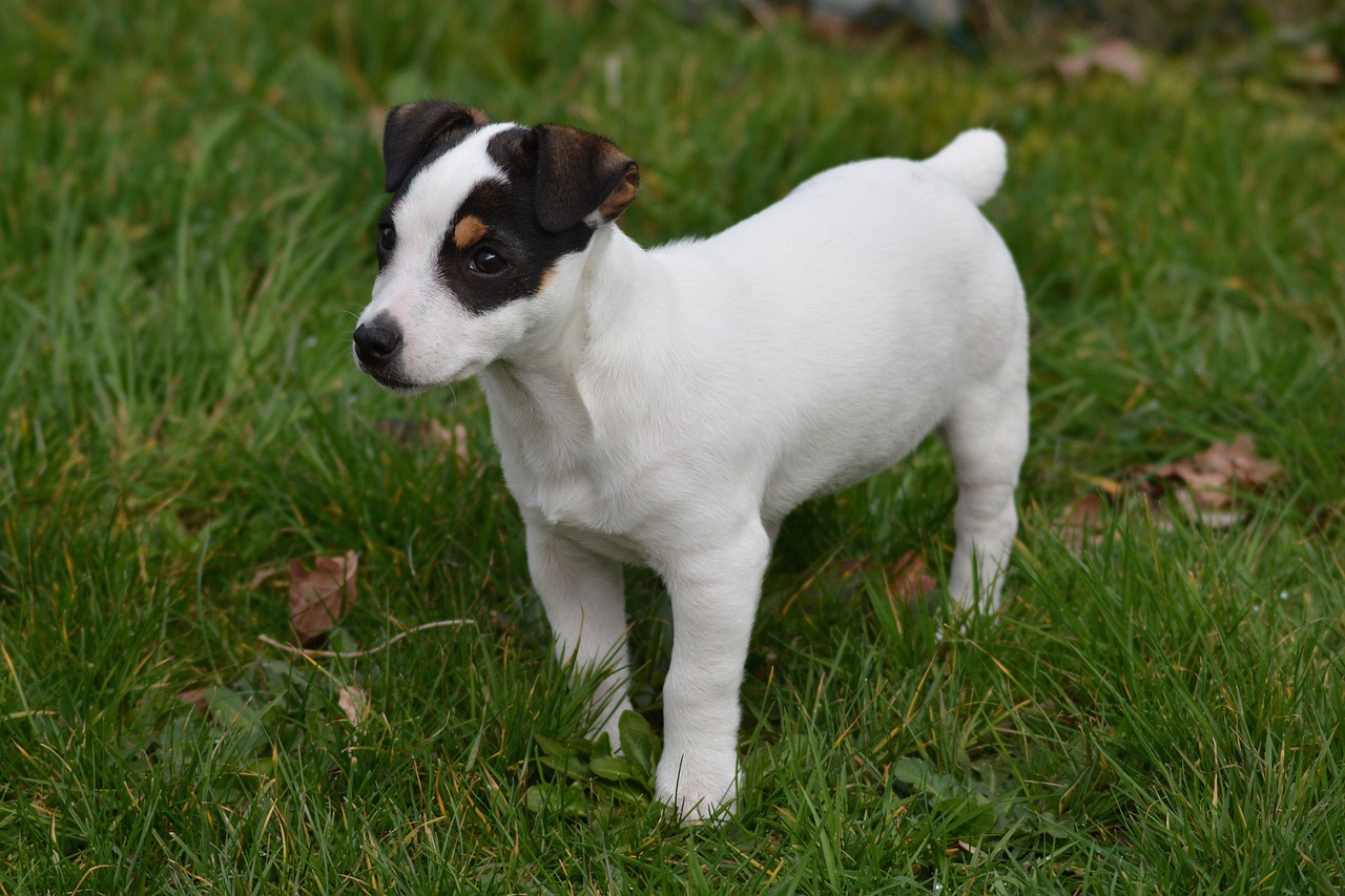 Jack Russell Puppy Training: The Surprising Truth About When to Start