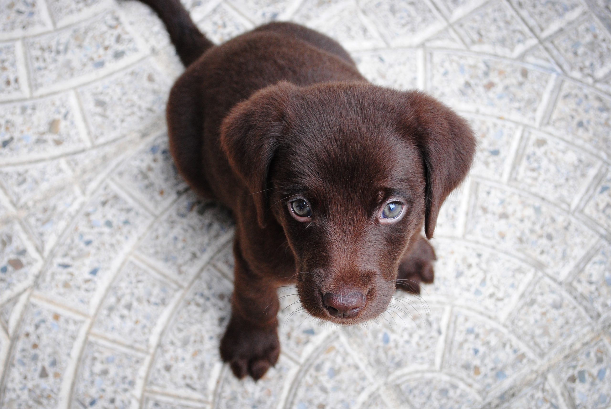 Chesapeake Bay Retriever Puppy Training: The Surprising Truth About When to Start