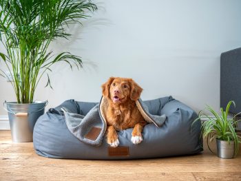PetWireDaily — 10 Best Eco-Friendly Dog Beds