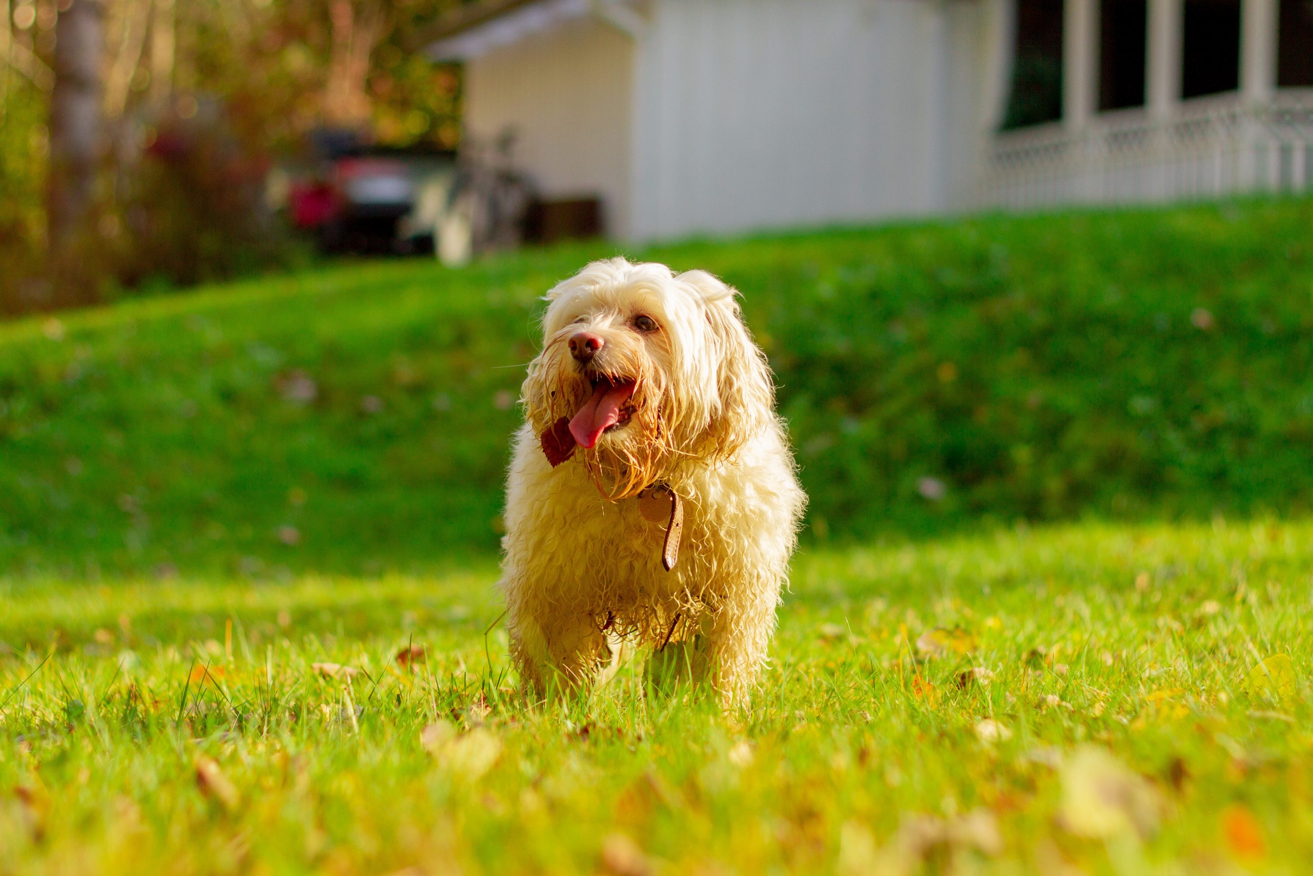 Best Dog Snacks