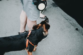 Best Retractable Dog Leashes