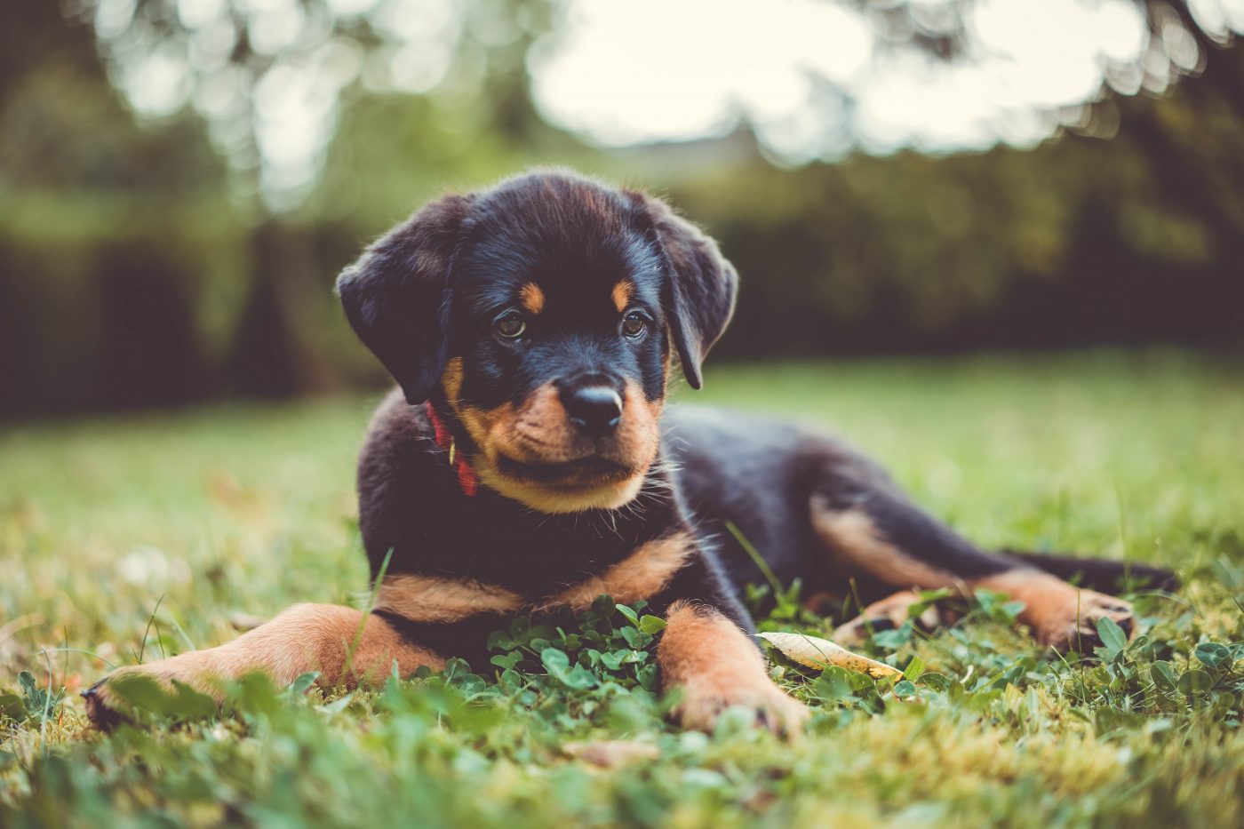Male & Female Rottweiler Weights & Heights by Age - MunoPets