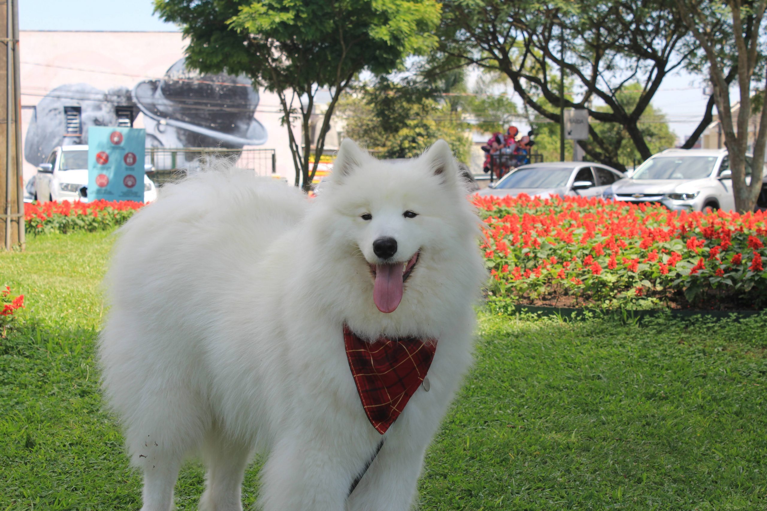 Male & Female Samoyed  Weights & Heights by Age