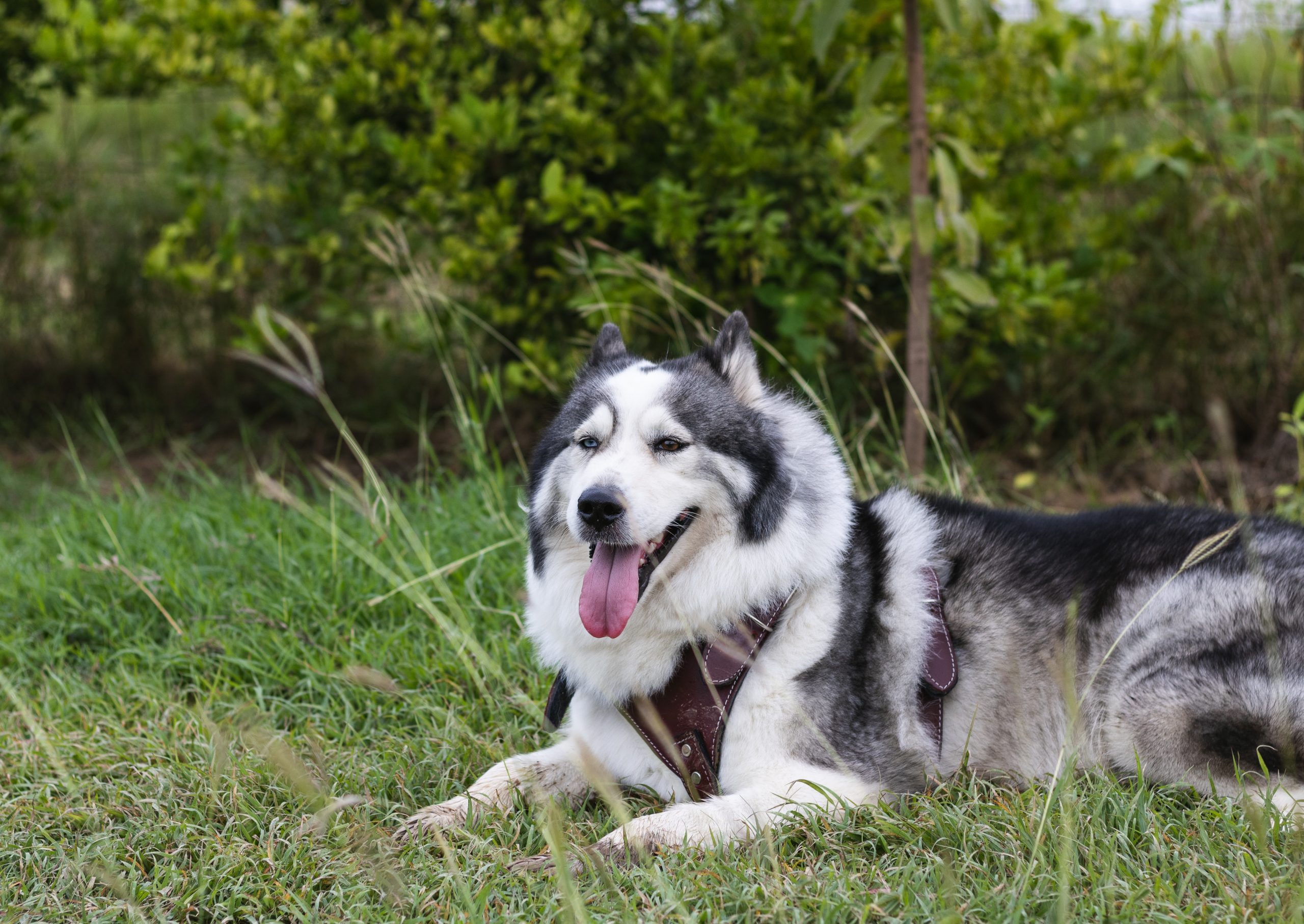 Best Turkey Dog Treats