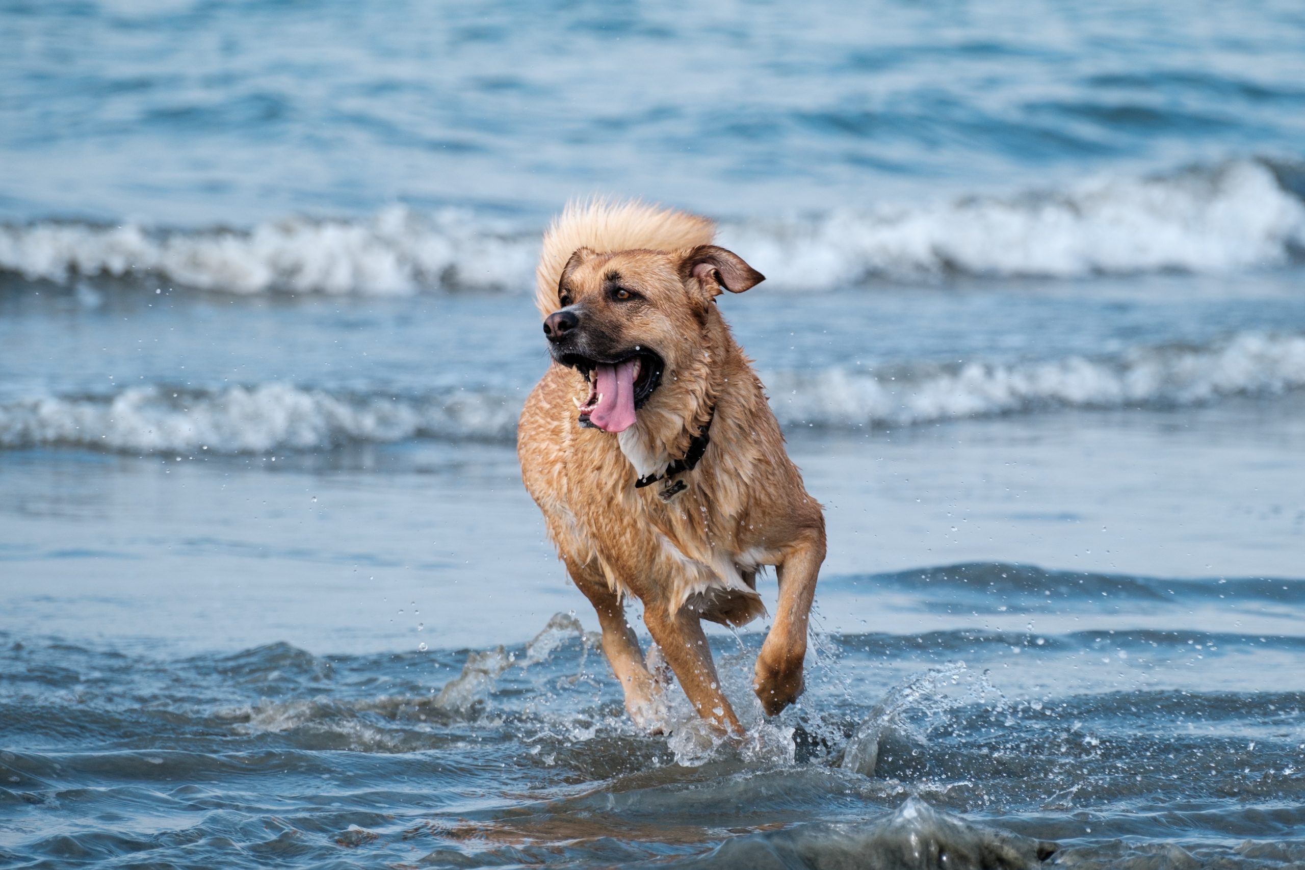 10 Best Salmon Dog Treats   Lyan Voyages Suc9y6IRxYw Unsplash Scaled 