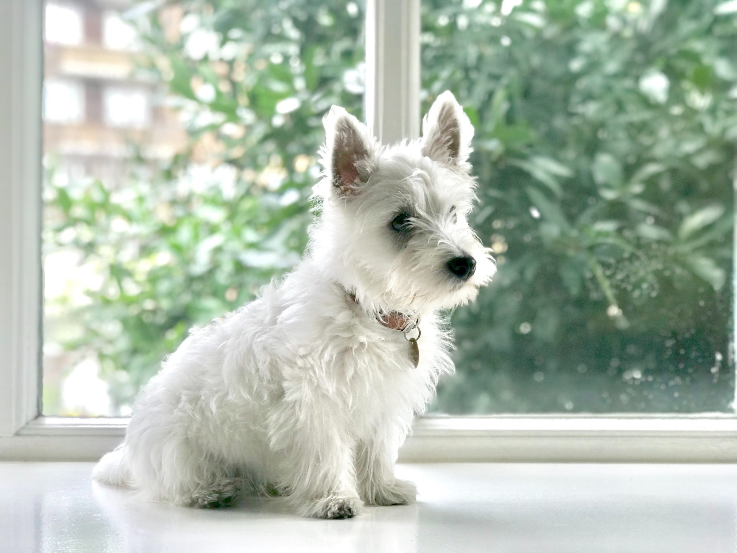 Male & Female Westie Weights & Heights by Age
