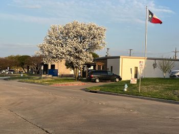 Les meilleurs services de ramassage de crottes de chien à Plano, Texas
