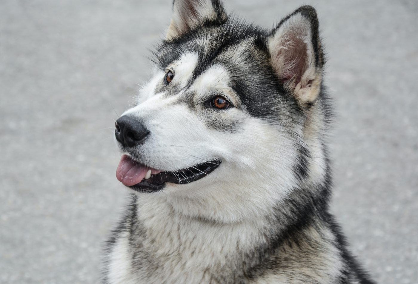 Male & Female Alaskan Malamute Weights & Heights by Age - iHeartDogs.com