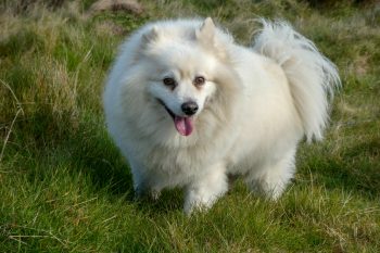 Best Long Lasting Dog Treats & Chews