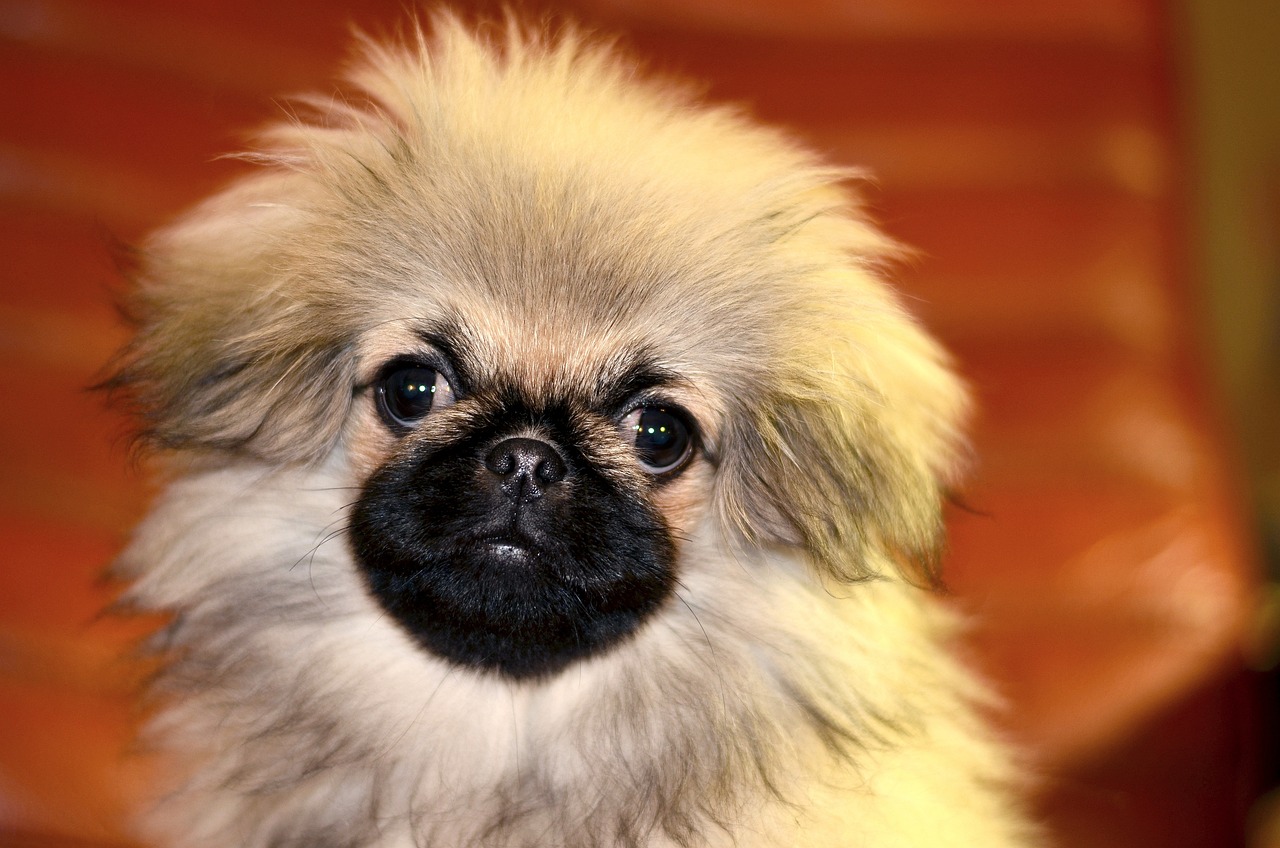 4 month clearance old pekingese