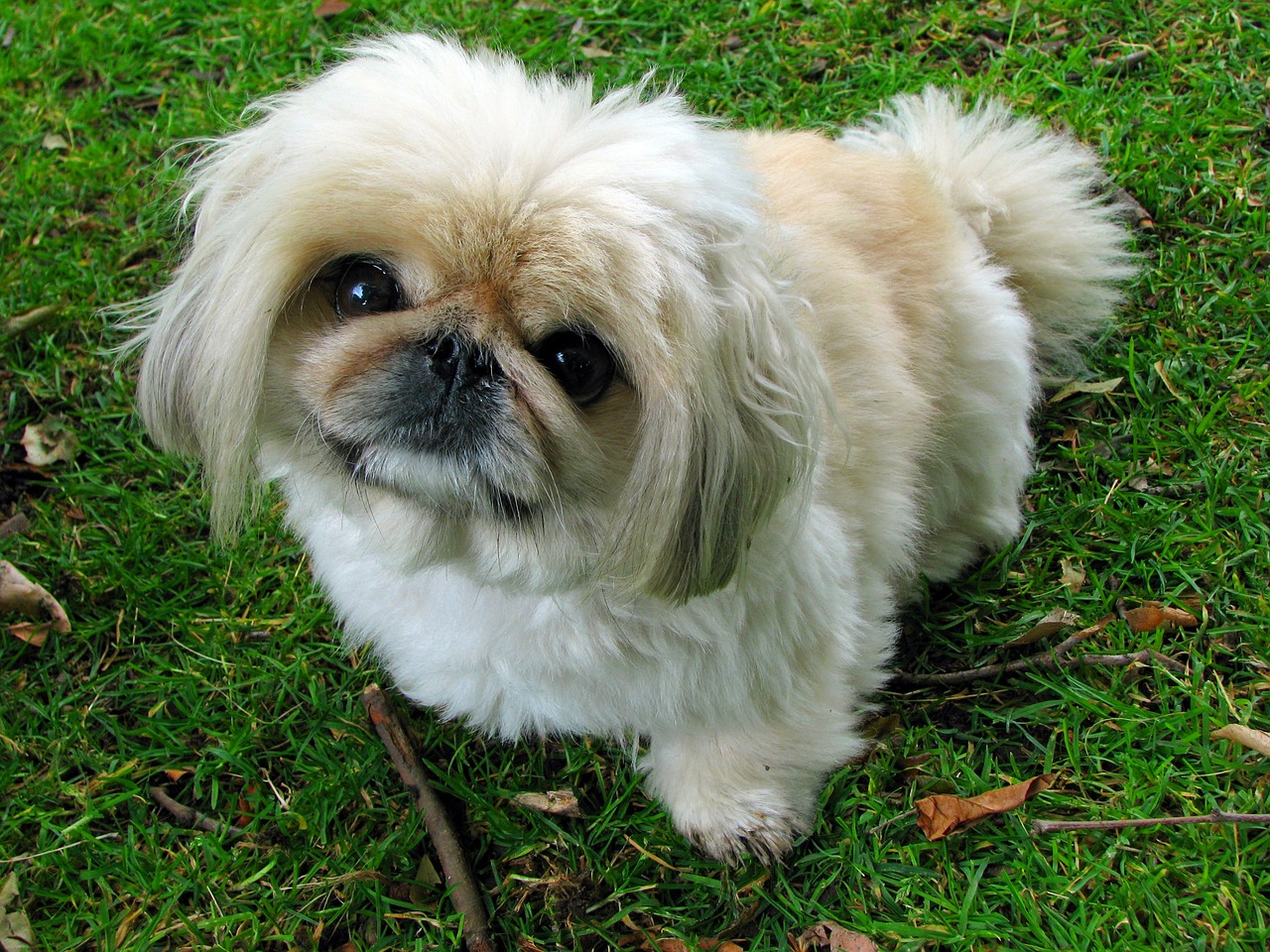 How To Socialize A Pekingese Puppy Wrong Right Ways