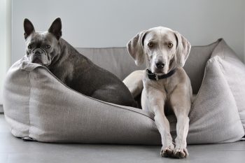 Best Dog Beds with Bolsters