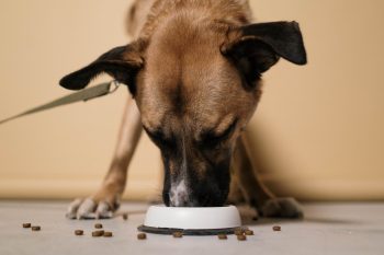 Best High Protein Dog Treats