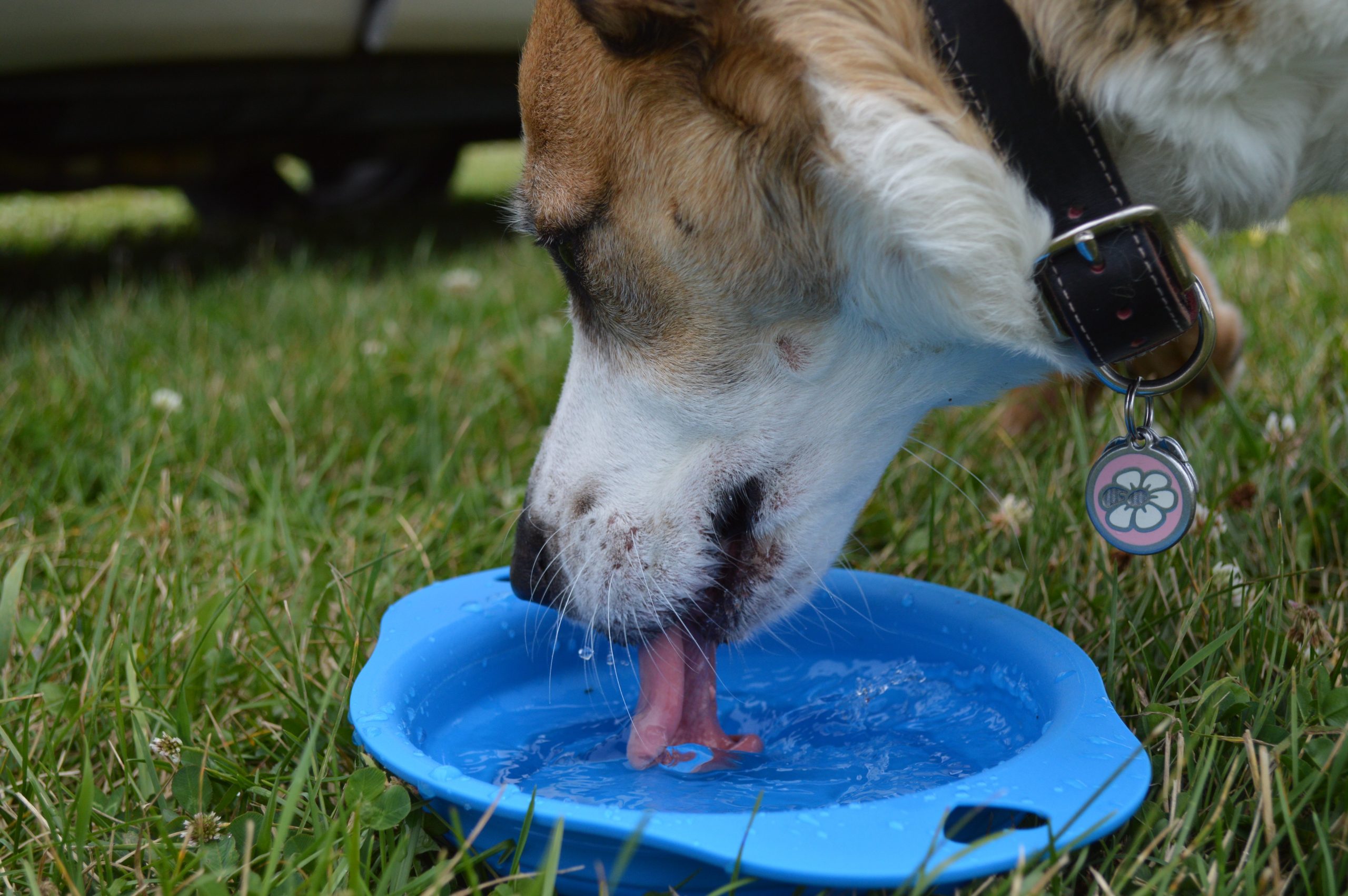 The 10 Best Travel Water Bowls for Dogs, Tested and Reviewed