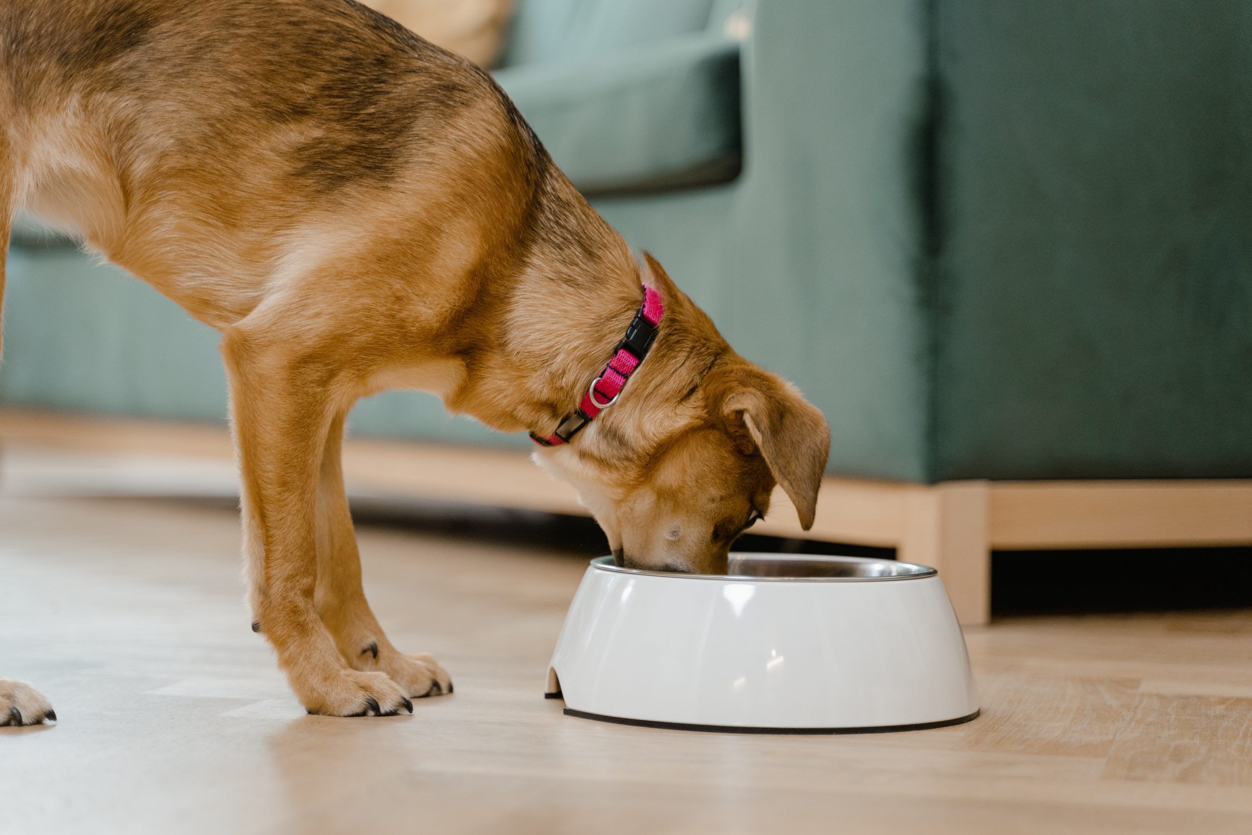 Best Apple Dog Treats