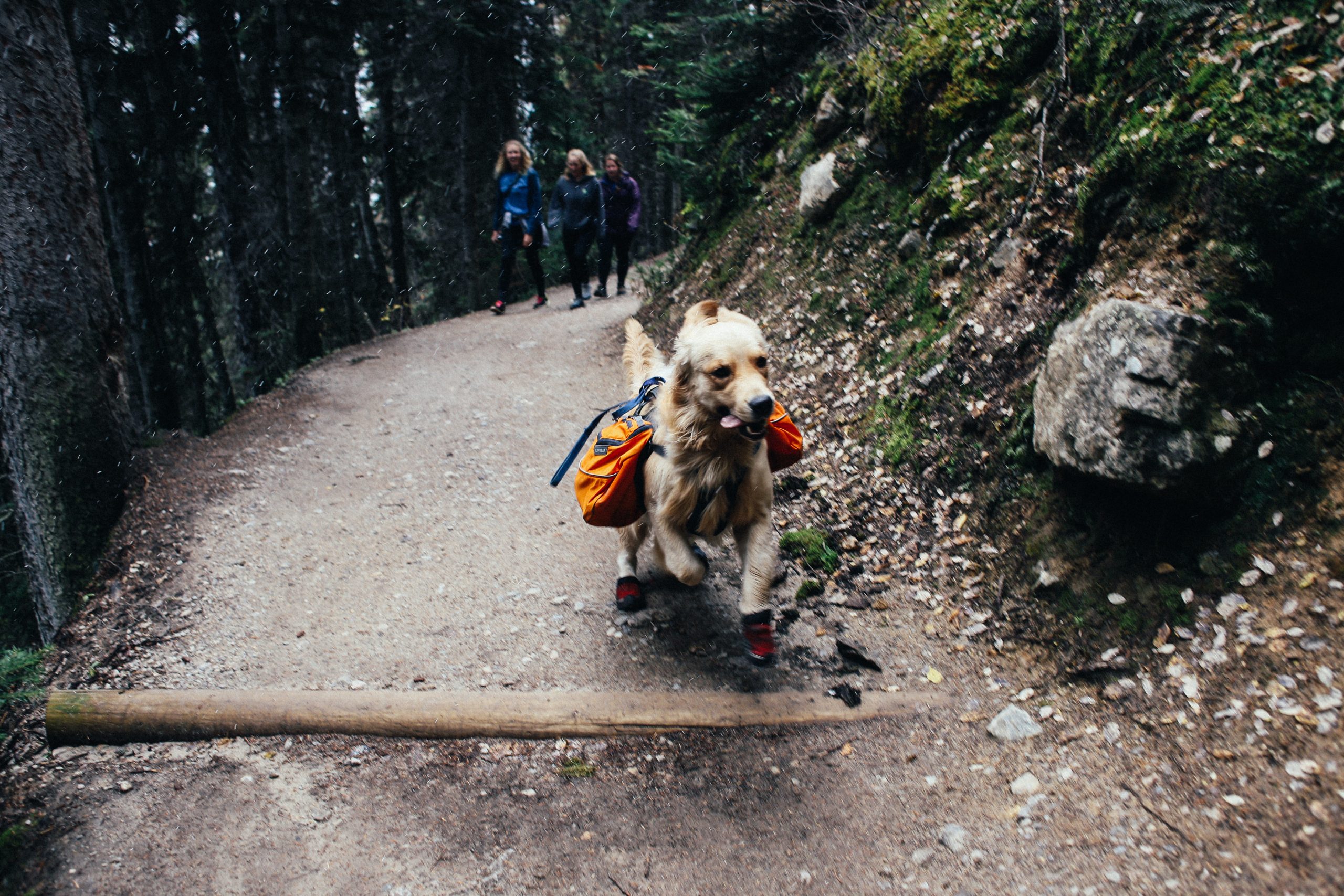 8 Best Dog Hiking Boots