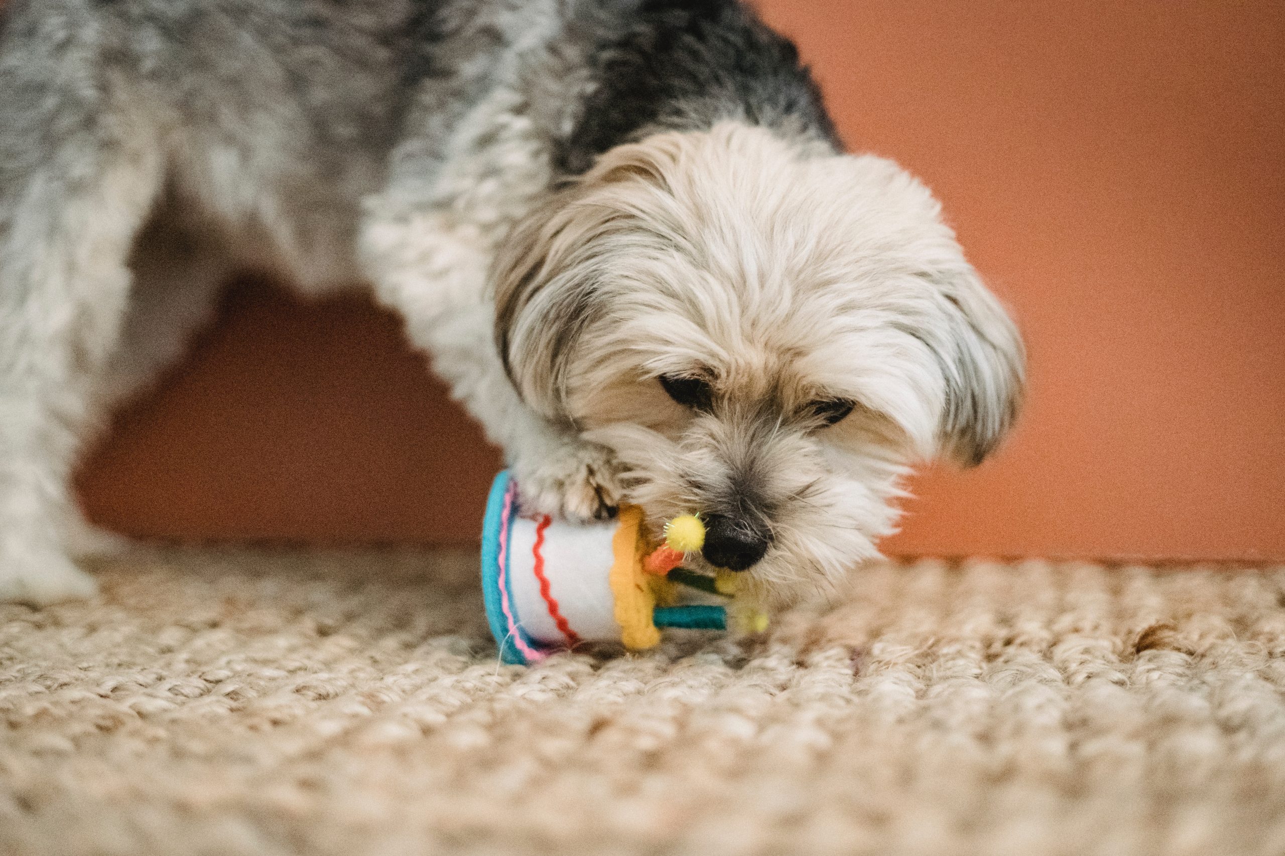 Best Dog Birthday Cake Mixes