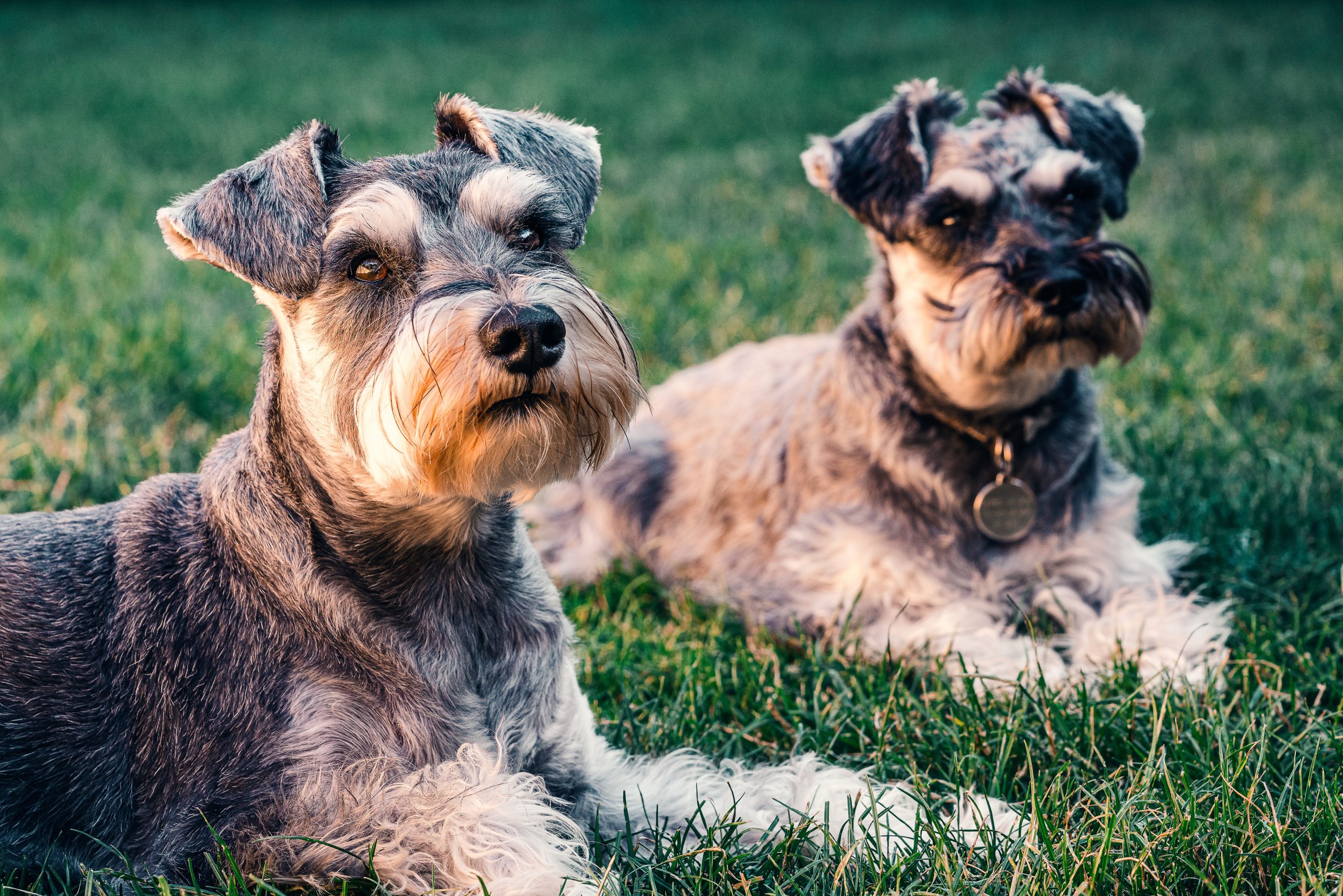 Male & Female Schnauzer Weights & Heights by Age