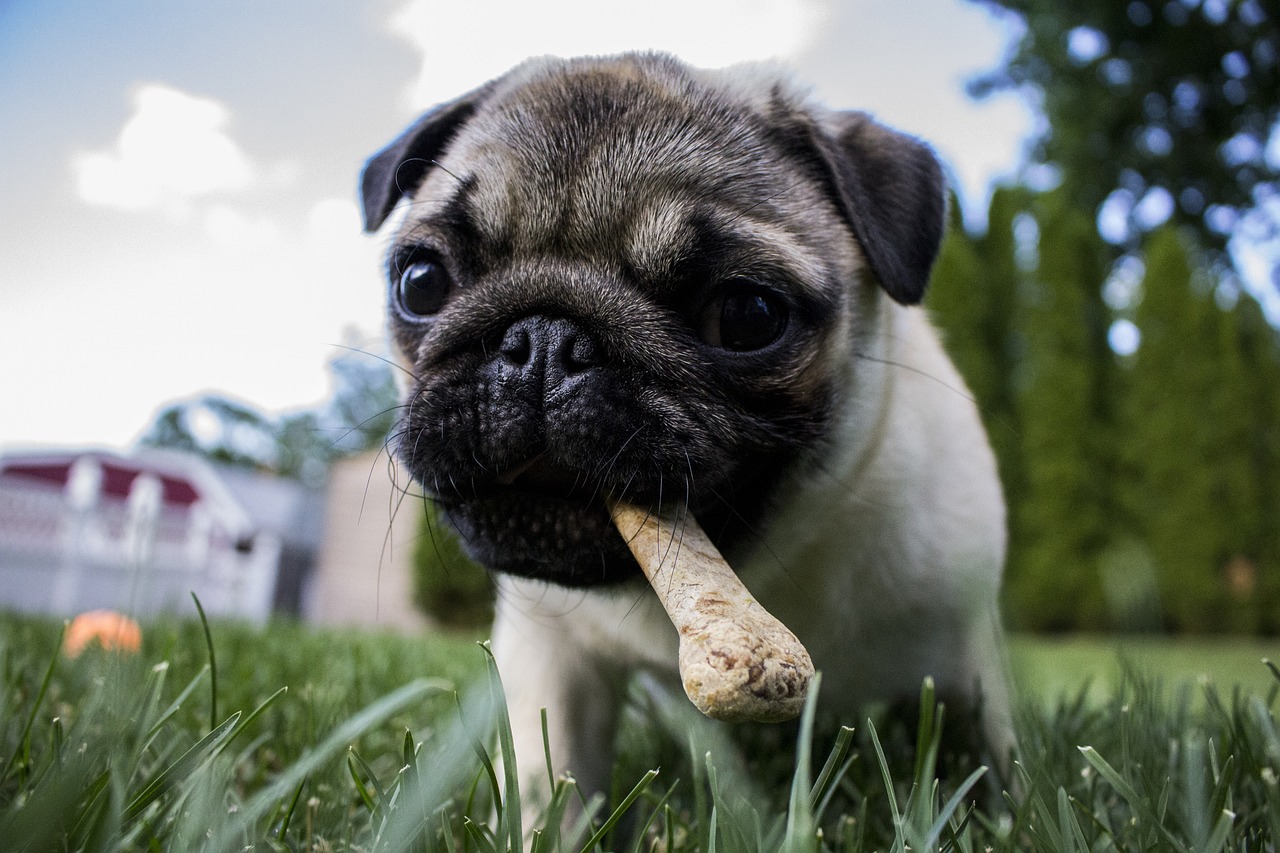 9 Best Stuffed Bones for Dogs