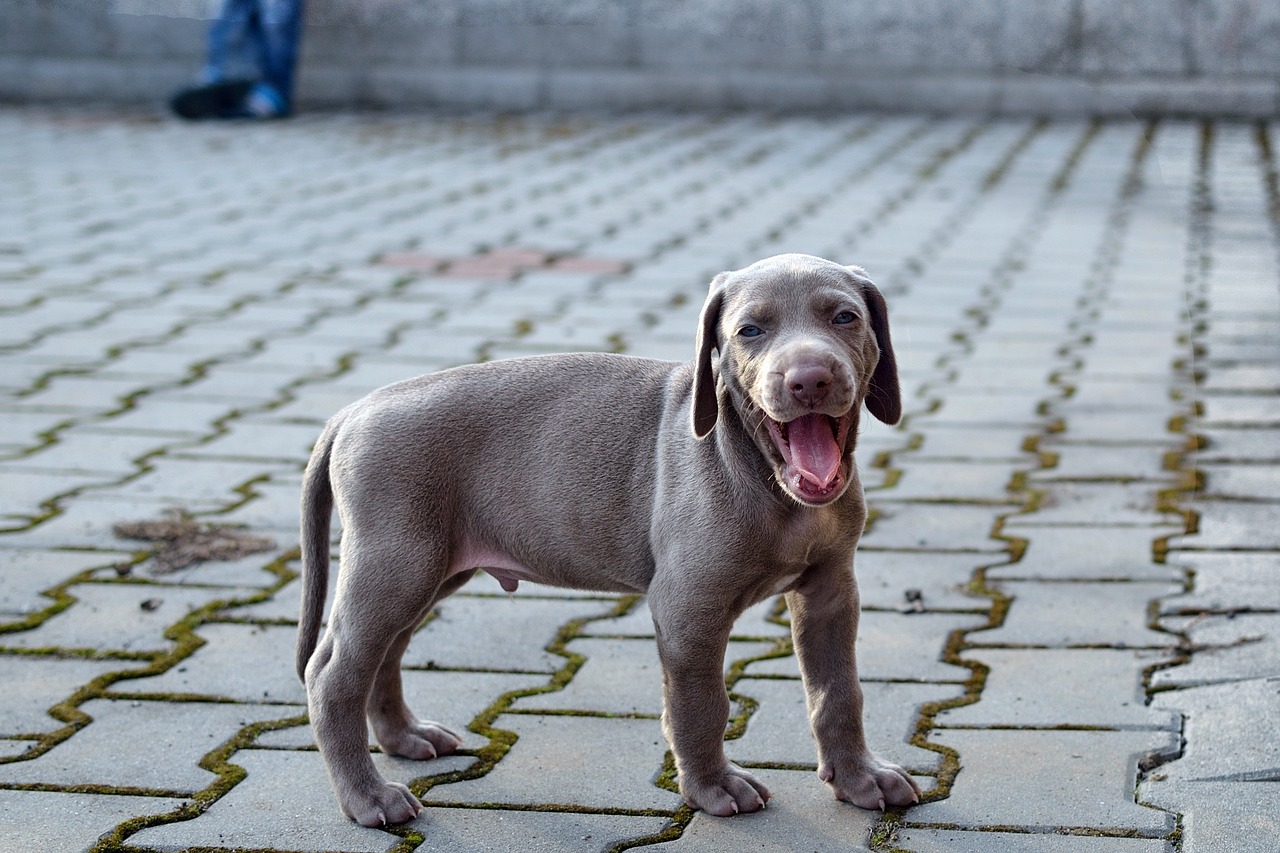 How to Socialize a Weimaraner Puppy: Wrong & Right Ways