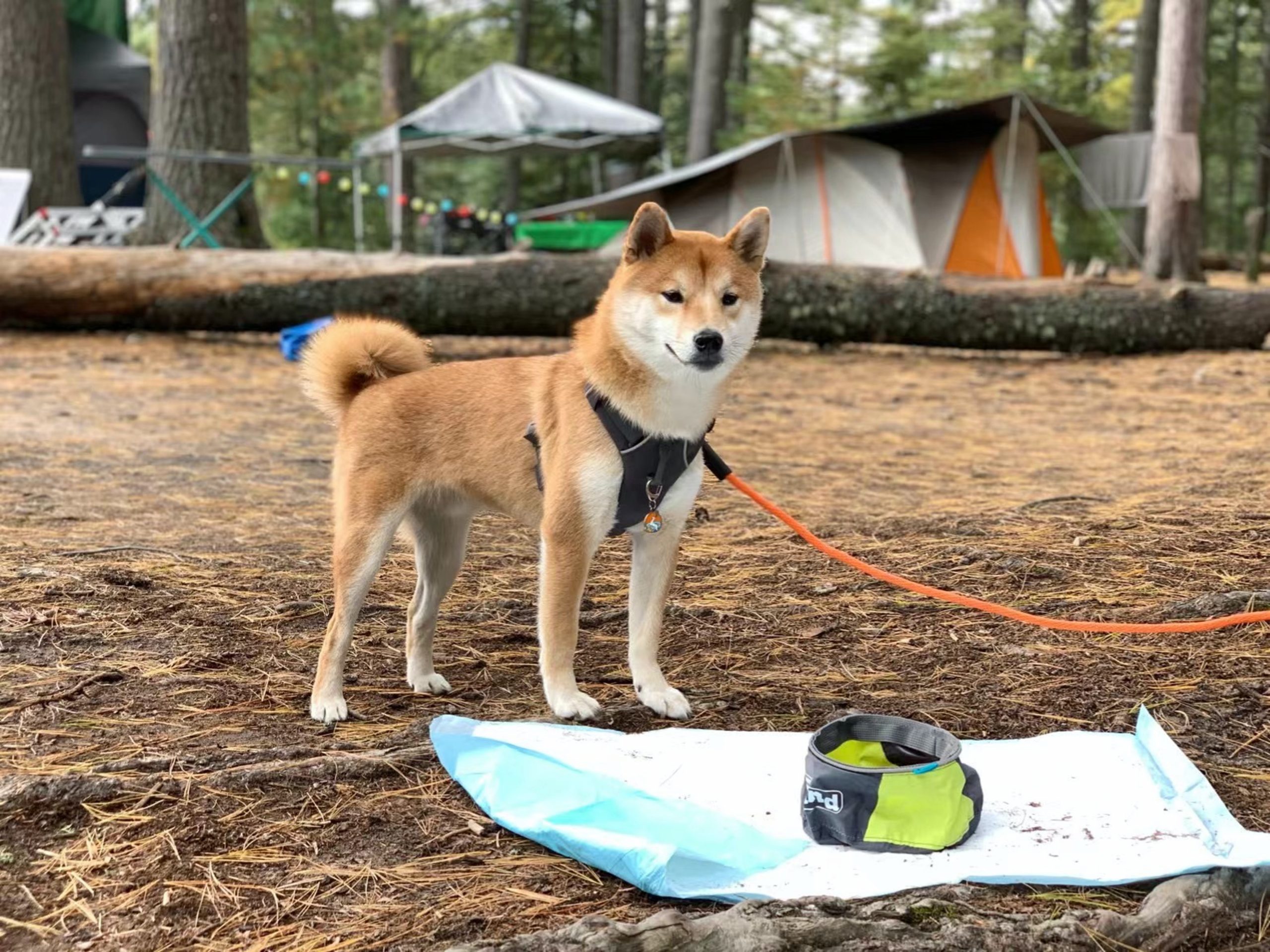 Best Dog Camping Gear Essentials