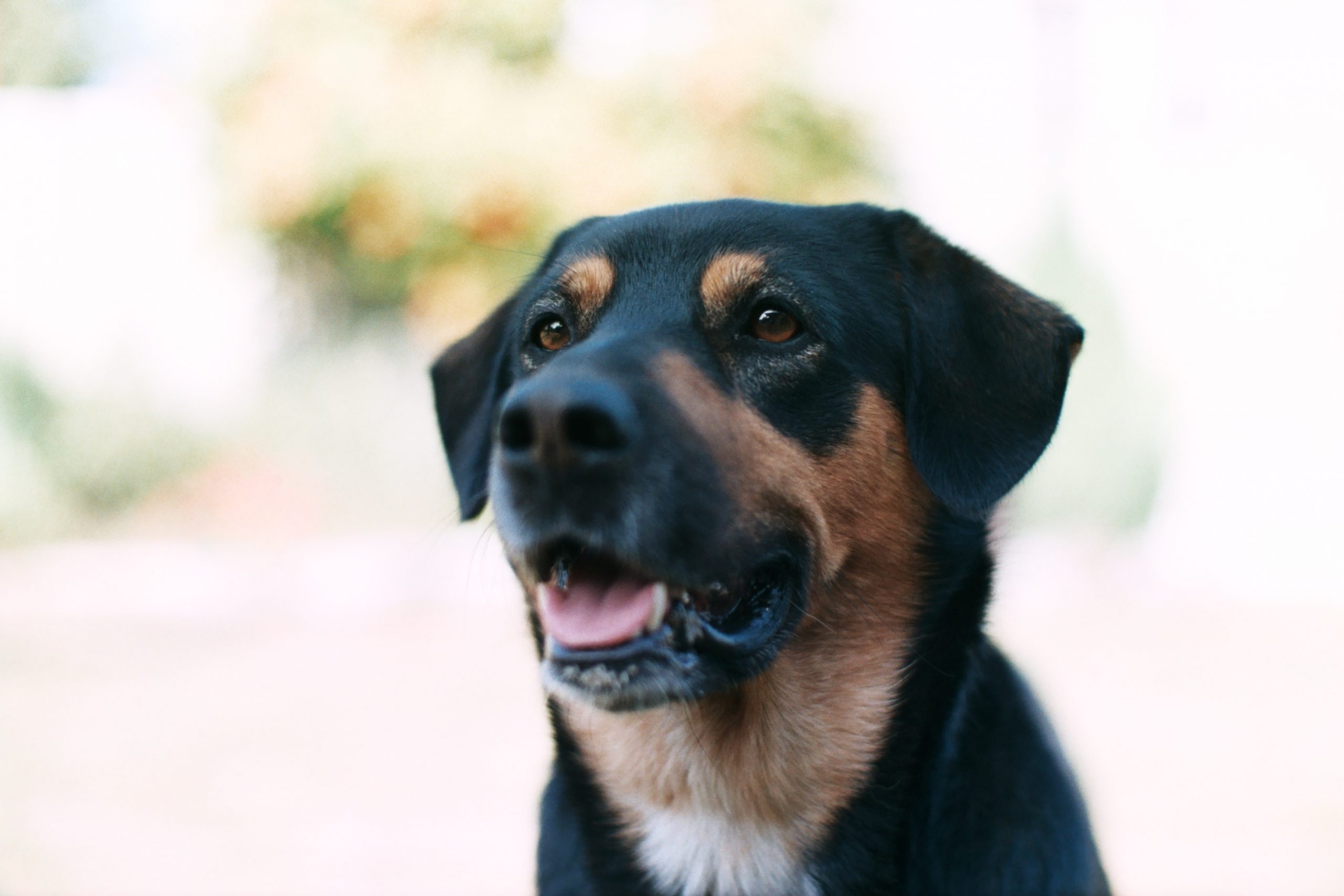 Best Human Grade Dog Treats