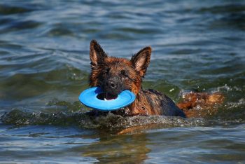 Best Water Toys for Dogs