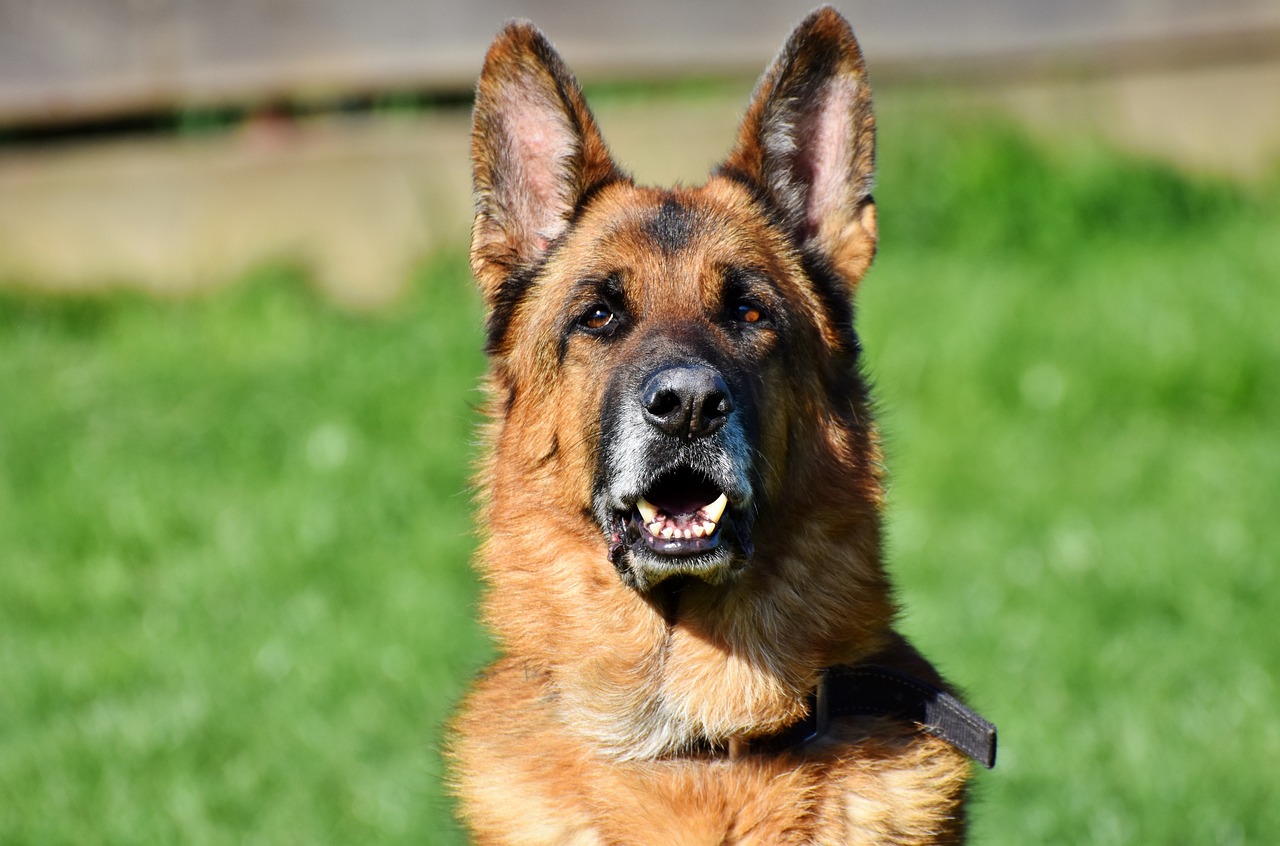 30 Best T-Shirts for a German Shepherd Owner