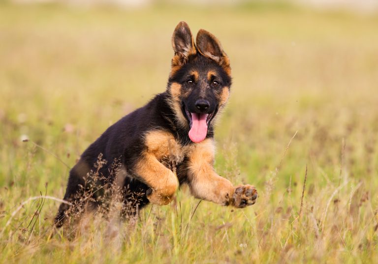 German Shepherd puppy eating
