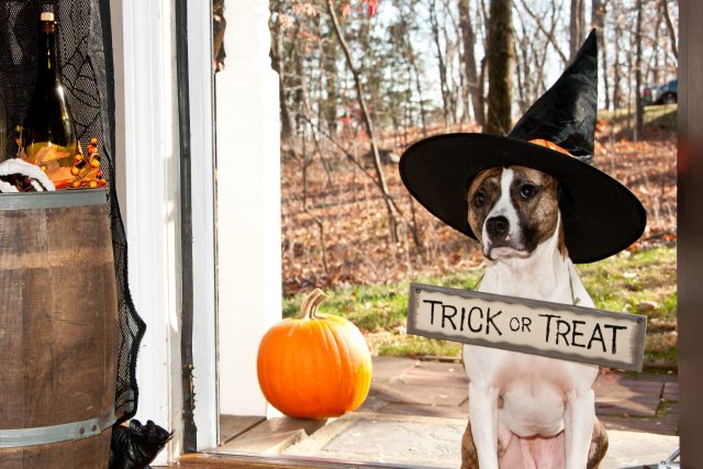 A Spooktacular Look At Halloween Dog Products Howling Good Celebration