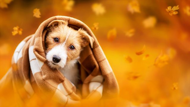 fall products for dog lovers
