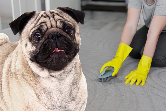 cleaning dog urine