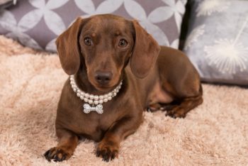 jewelry for dogs