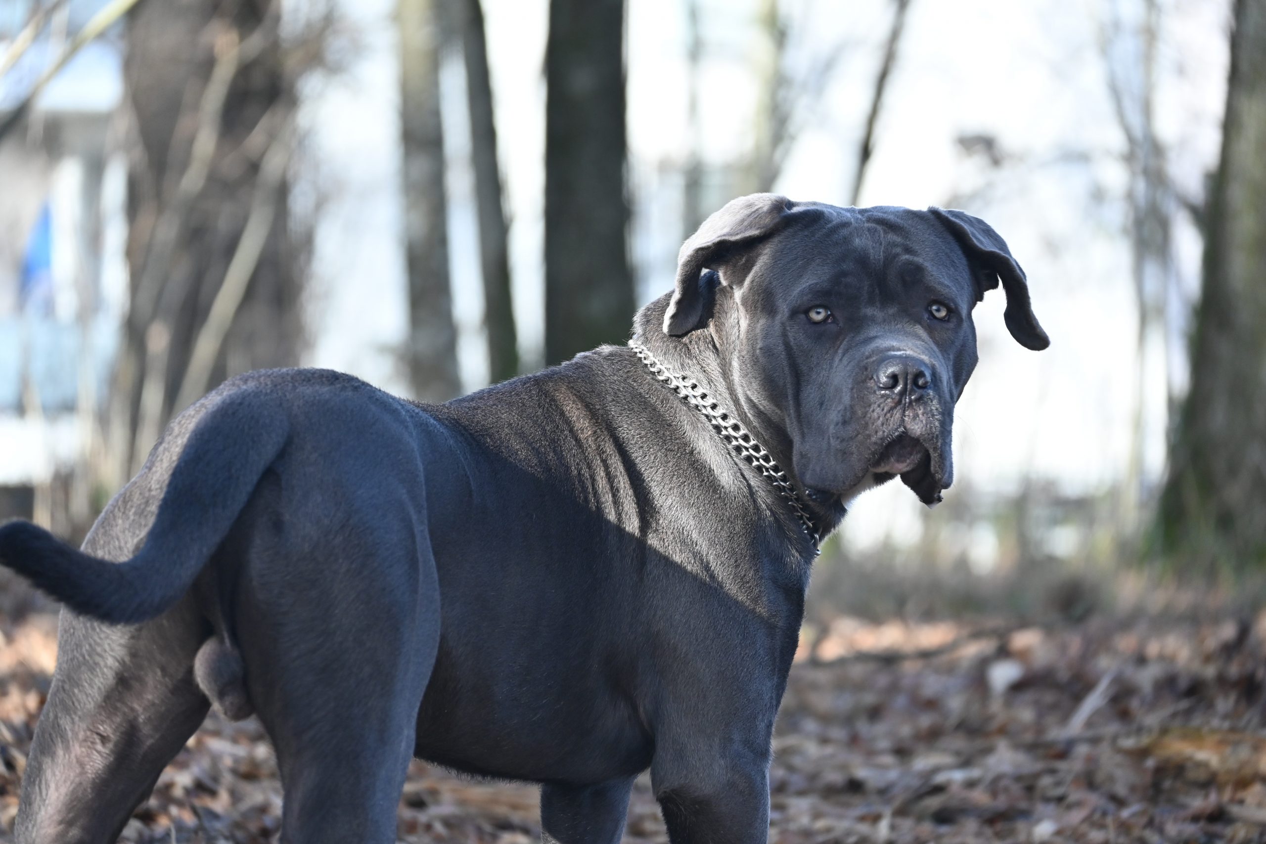 how big can a male cane corso get?