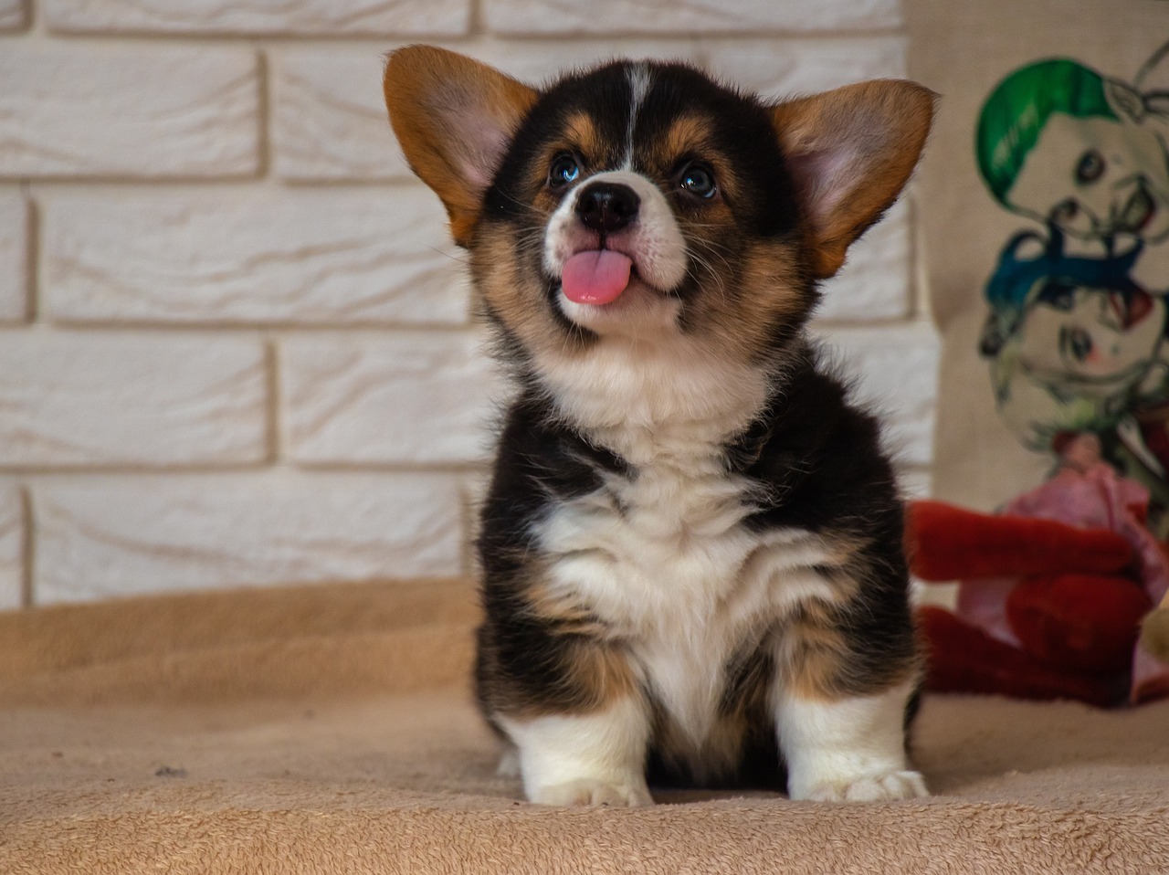 Corgi Puppy Training: The Surprising Truth About When to Start