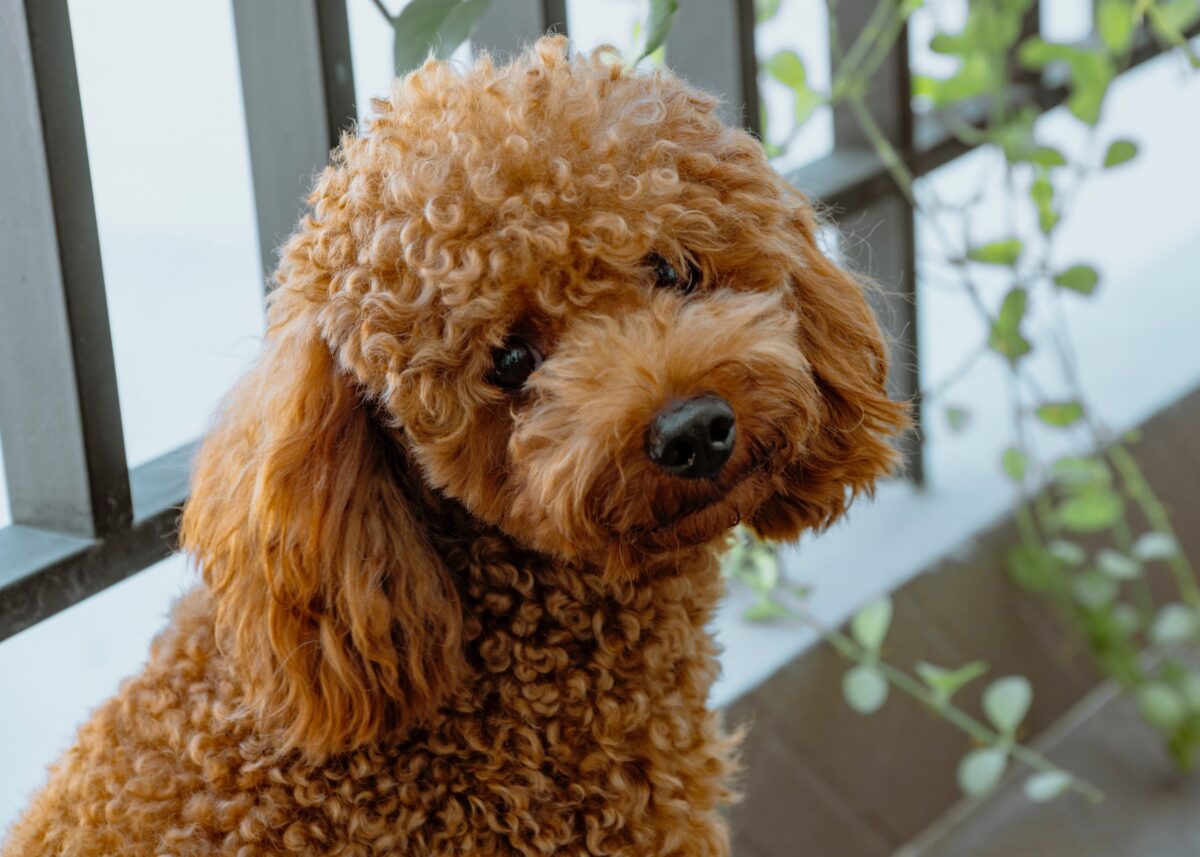 Overweight toy poodle best sale