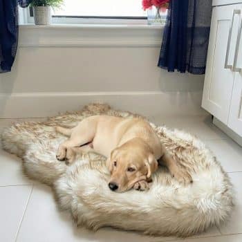 Faux Fur Orthopedic Dog Bed, Memory Foam