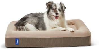 Casper Dog Bed, Plush Memory Foam
