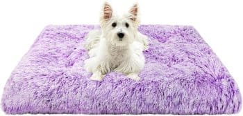 Patas Lague Soft Plush Small Dog Bed for Small Dogs