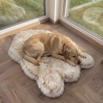 Faux Fur Orthopedic Dog Bed