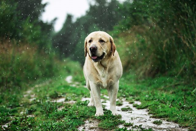 Labrador Retriever in the rain