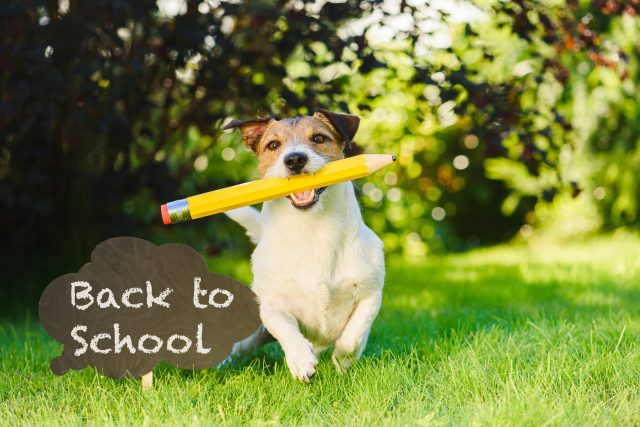 Dog during back-to-school season