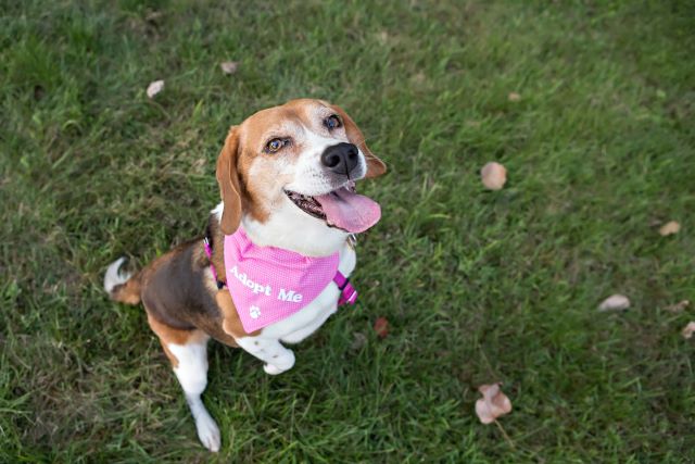 Beagle wearing Adopt Me bandana