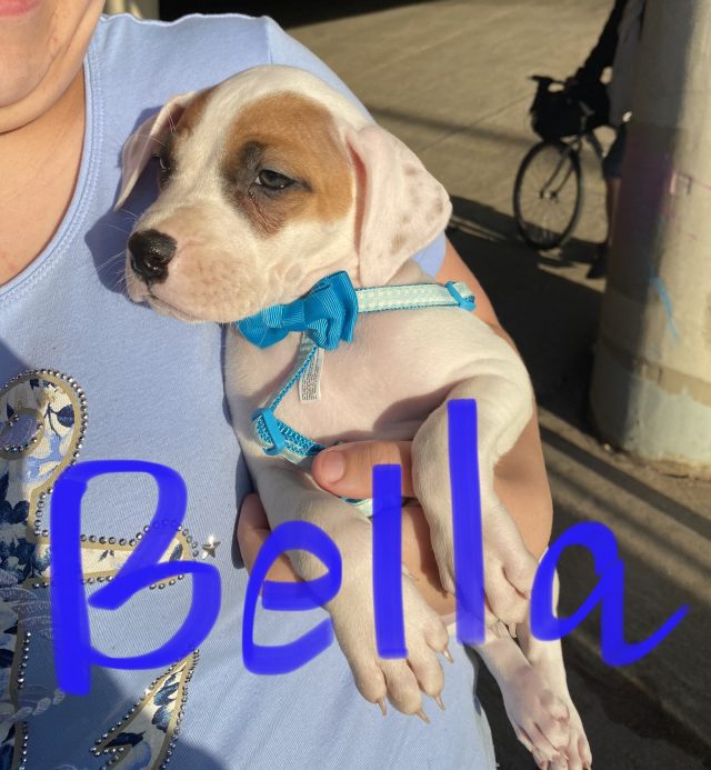 Bella homeless dog