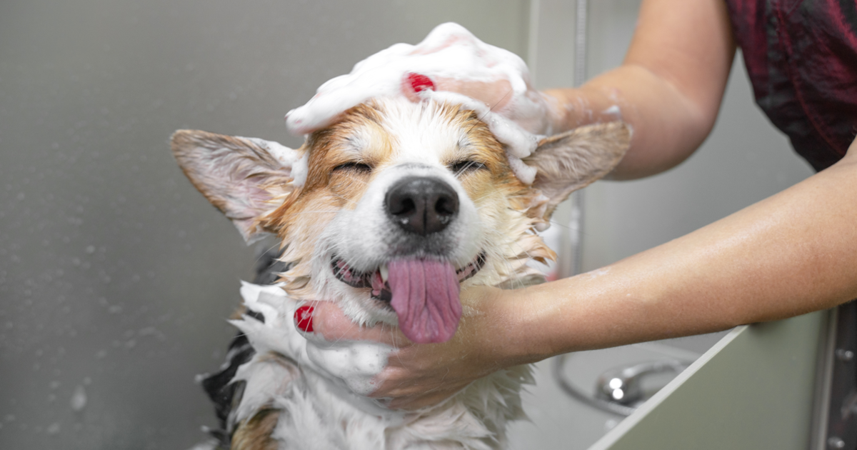 Best antifungal dog shampoos