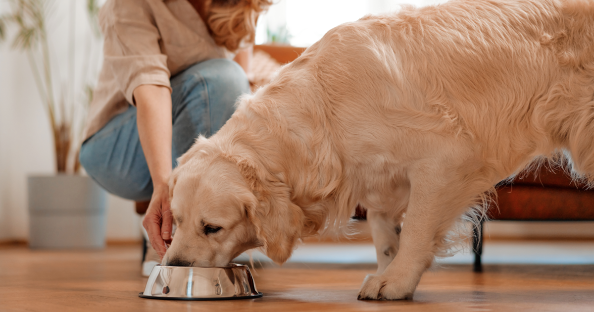 Best dog food with sales probiotics