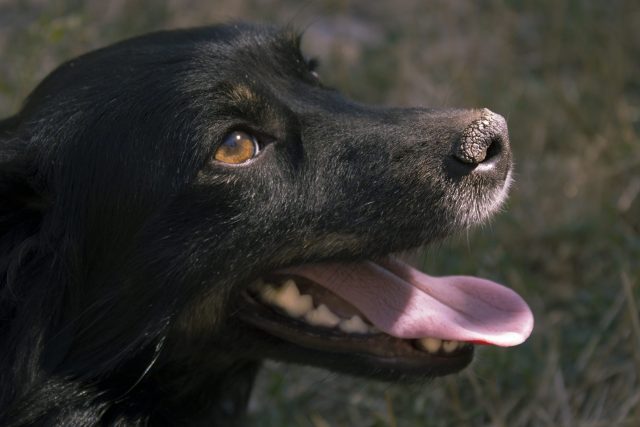 Black dog with dry nose